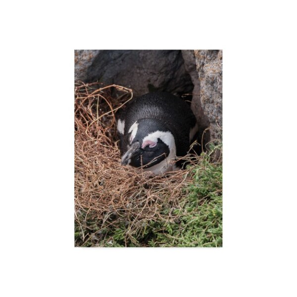 Trademark Fine Art Thom Sivo 'Nap Time Penguin Style' Canvas Art, 18x24